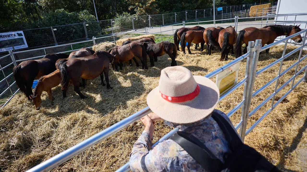 Feria de ganado Autentika de razas autóctonas navarras en el parque de la Runa de Pamplona. IÑIGO ALZUGARAY