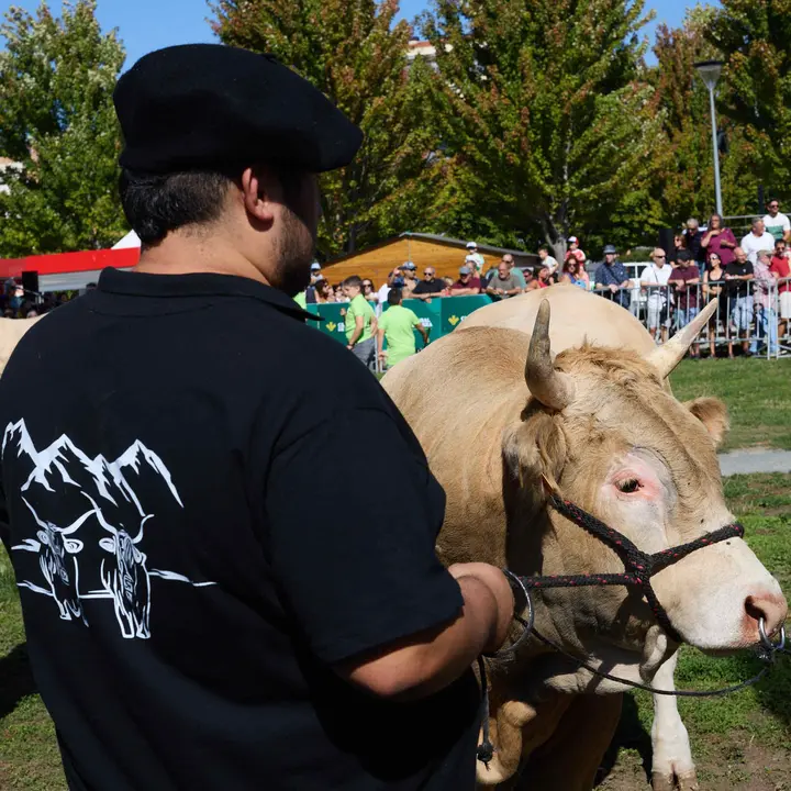 Feria de ganado Autentika de razas autóctonas navarras en el parque de la Runa de Pamplona. IÑIGO ALZUGARAY