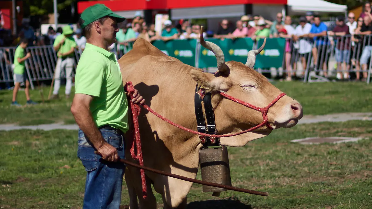 Feria de ganado Autentika de razas autóctonas navarras en el parque de la Runa de Pamplona. IÑIGO ALZUGARAY