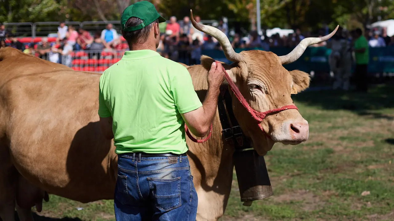 Feria de ganado Autentika de razas autóctonas navarras en el parque de la Runa de Pamplona. IÑIGO ALZUGARAY
