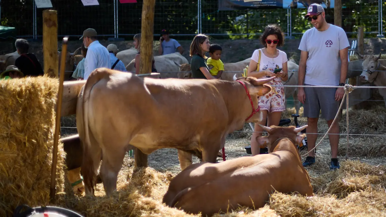 Feria de ganado Autentika de razas autóctonas navarras en el parque de la Runa de Pamplona. IÑIGO ALZUGARAY