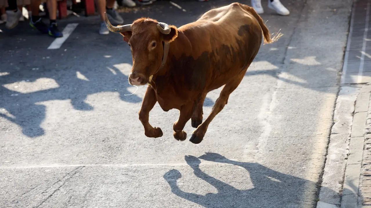Suelta de vaquillas de la ganadería de Hermanos Ganuza en el casco antiguo durante las fiestas de Zizur Mayor 2025. IÑIGO ALZUGARAY