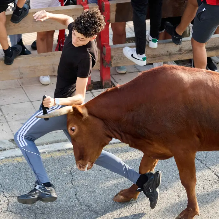 Suelta de vaquillas de la ganadería de Hermanos Ganuza en el casco antiguo durante las fiestas de Zizur Mayor 2025. IÑIGO ALZUGARAY