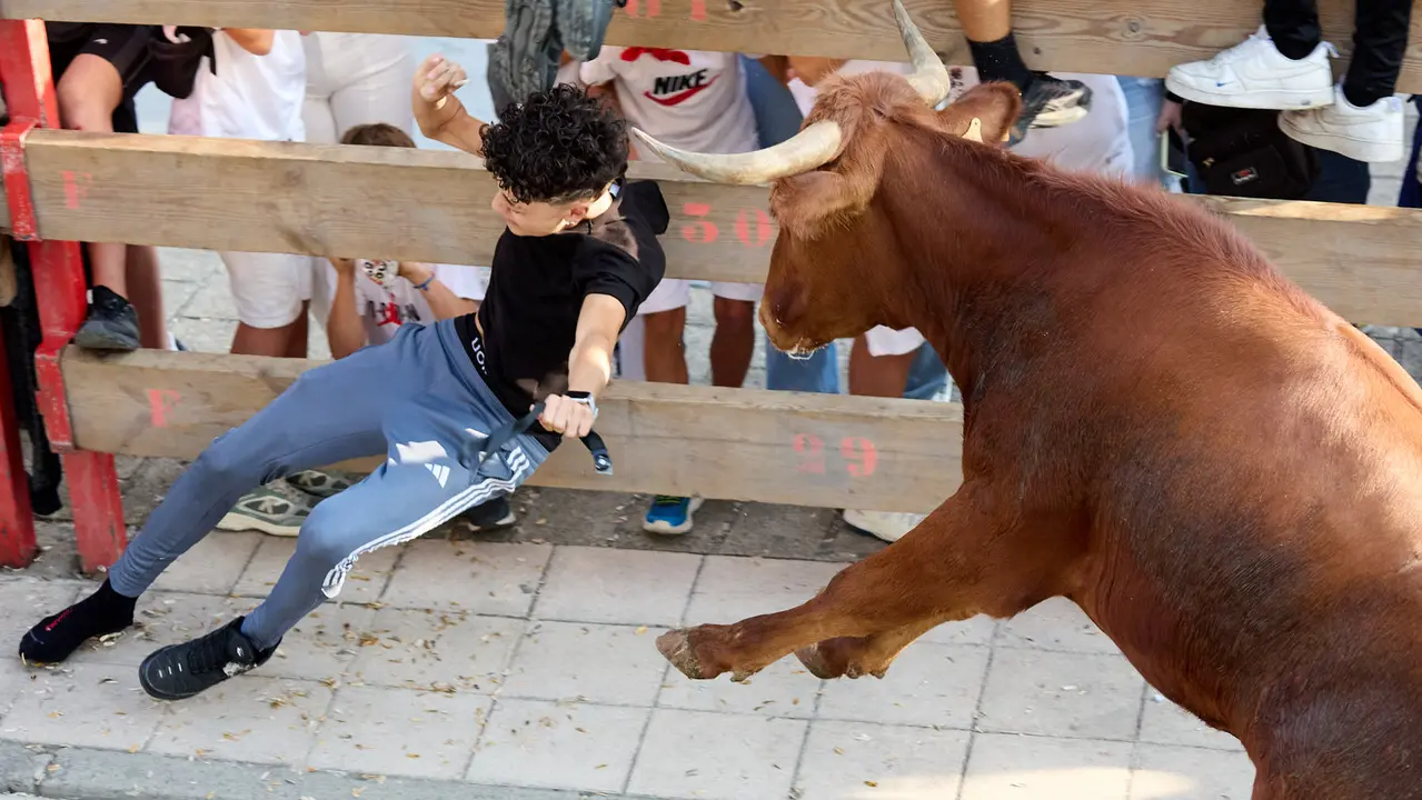 Suelta de vaquillas de la ganadería de Hermanos Ganuza en el casco antiguo durante las fiestas de Zizur Mayor 2025. IÑIGO ALZUGARAY