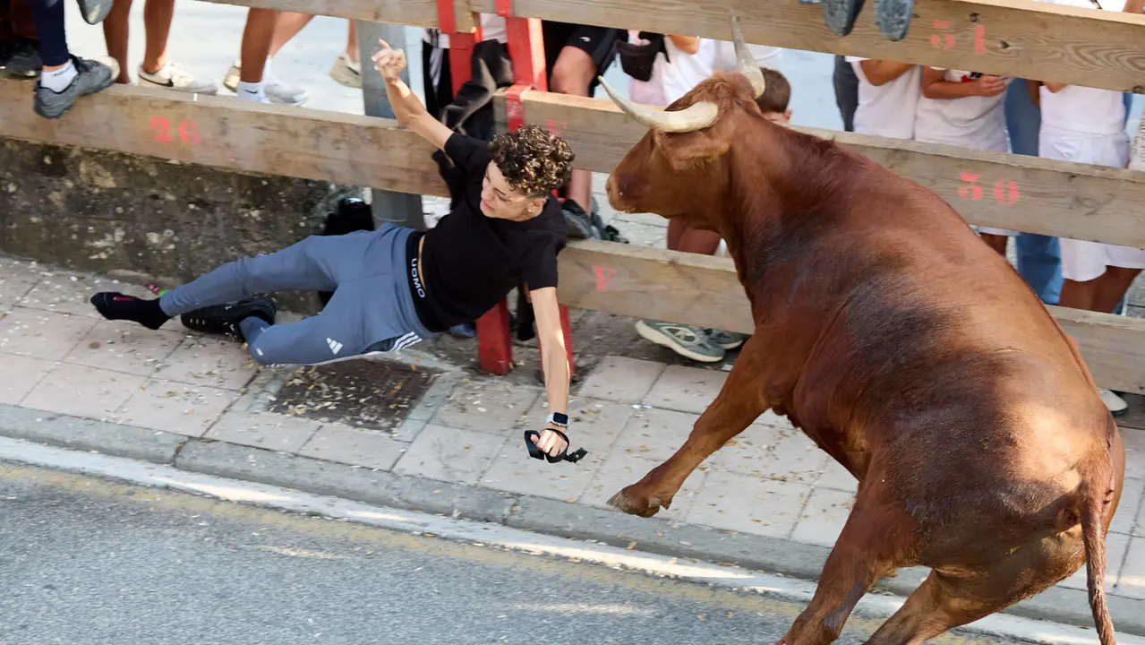Suelta de vaquillas de la ganadería de Hermanos Ganuza en el casco antiguo durante las fiestas de Zizur Mayor 2025. IÑIGO ALZUGARAY