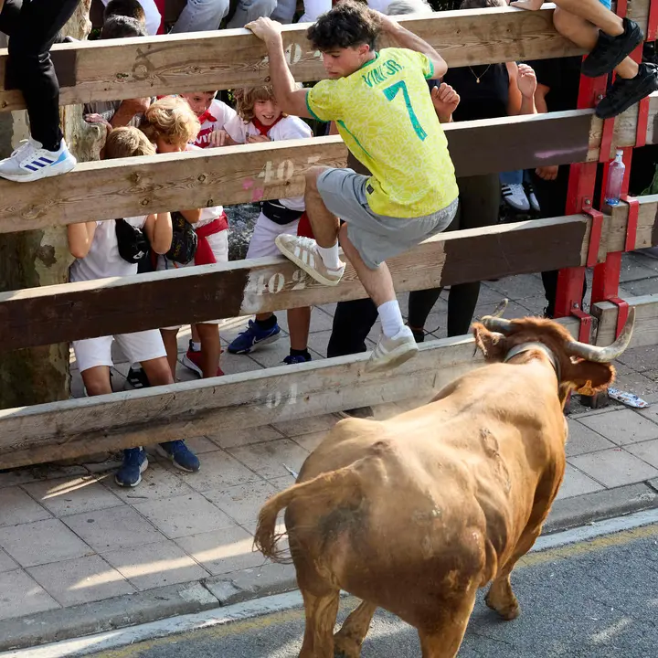 Suelta de vaquillas de la ganadería de Hermanos Ganuza en el casco antiguo durante las fiestas de Zizur Mayor 2025. IÑIGO ALZUGARAY