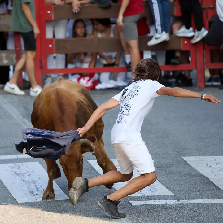 Suelta de vaquillas de la ganadería de Hermanos Ganuza en el casco antiguo durante las fiestas de Zizur Mayor 2025. IÑIGO ALZUGARAY