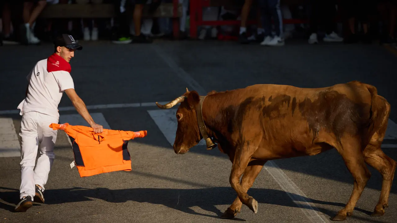 Suelta de vaquillas de la ganadería de Hermanos Ganuza en el casco antiguo durante las fiestas de Zizur Mayor 2025. IÑIGO ALZUGARAY