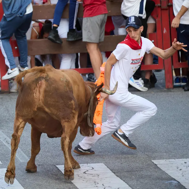 Suelta de vaquillas de la ganadería de Hermanos Ganuza en el casco antiguo durante las fiestas de Zizur Mayor 2025. IÑIGO ALZUGARAY