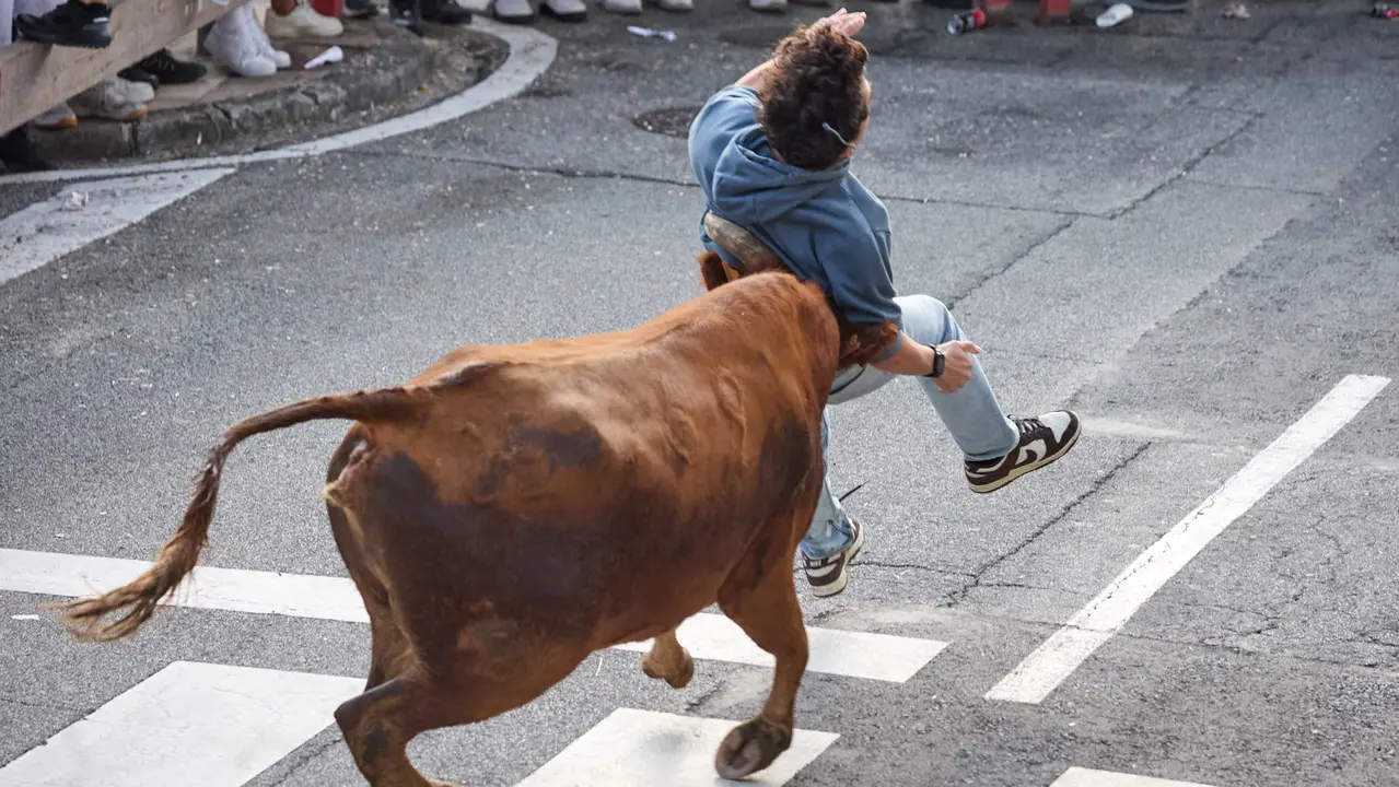 Suelta de vaquillas de la ganadería de Hermanos Ganuza en el casco antiguo durante las fiestas de Zizur Mayor 2025. IÑIGO ALZUGARAY