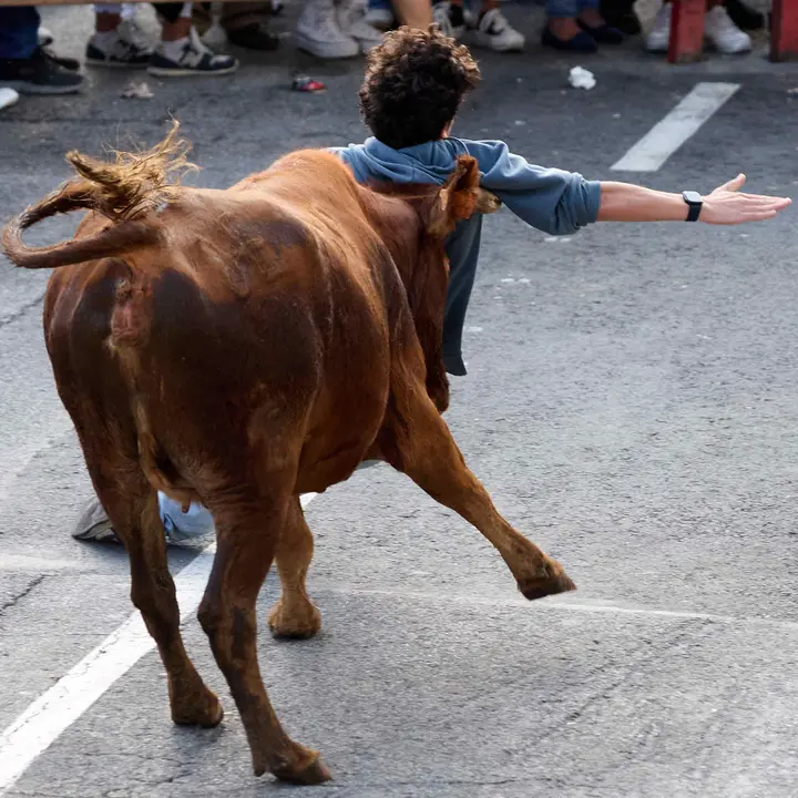 Suelta de vaquillas de la ganadería de Hermanos Ganuza en el casco antiguo durante las fiestas de Zizur Mayor 2025. IÑIGO ALZUGARAY