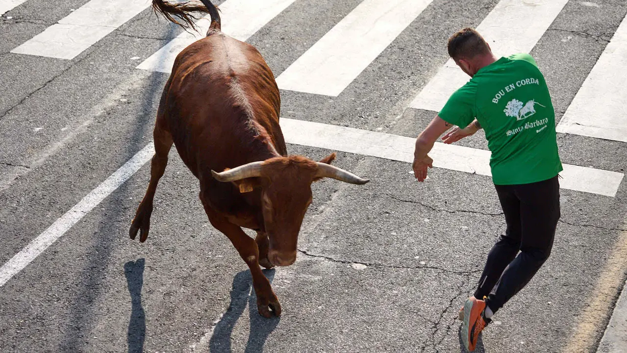 Suelta de vaquillas de la ganadería de Hermanos Ganuza en el casco antiguo durante las fiestas de Zizur Mayor 2025. IÑIGO ALZUGARAY