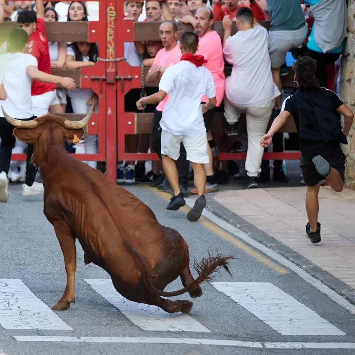 Suelta de vaquillas de la ganadería de Hermanos Ganuza en el casco antiguo durante las fiestas de Zizur Mayor 2025. IÑIGO ALZUGARAY