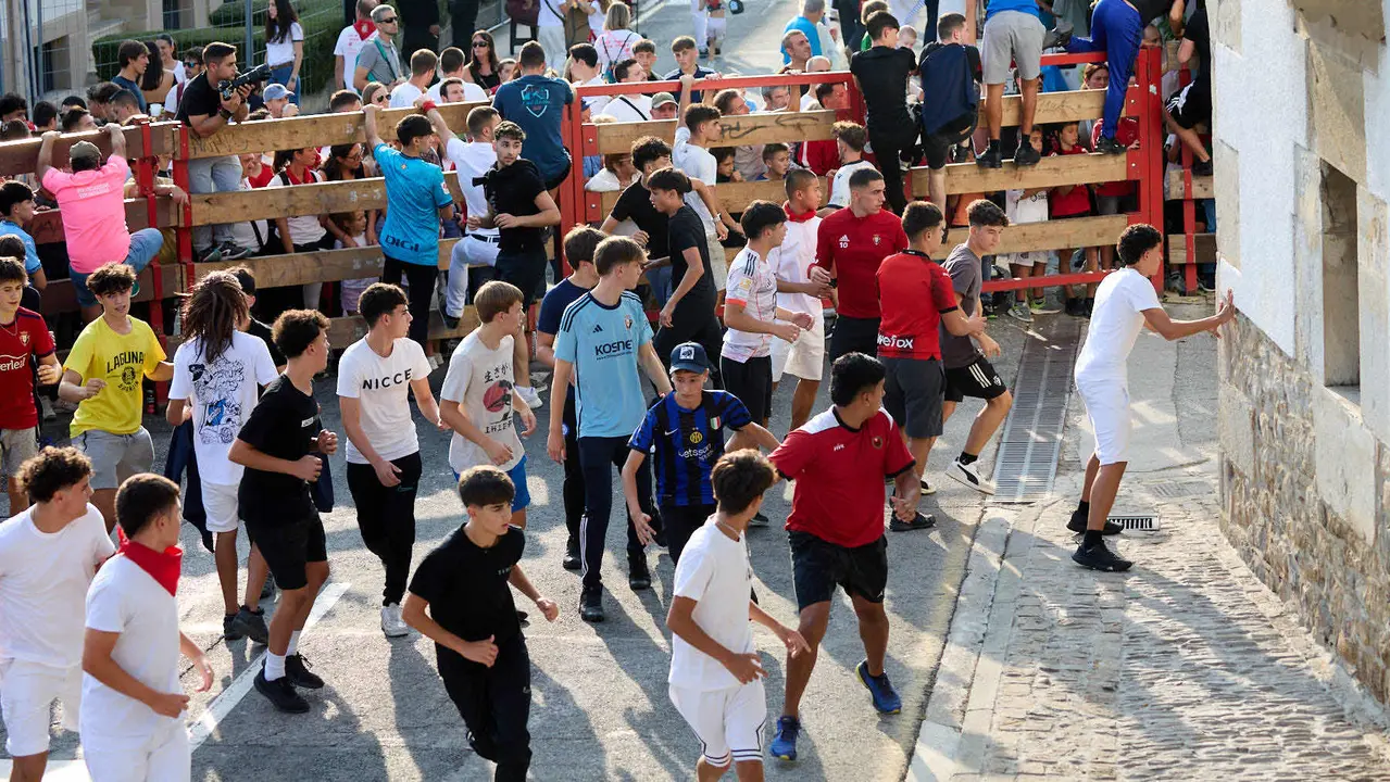 Suelta de vaquillas de la ganadería de Hermanos Ganuza en el casco antiguo durante las fiestas de Zizur Mayor 2025. IÑIGO ALZUGARAY