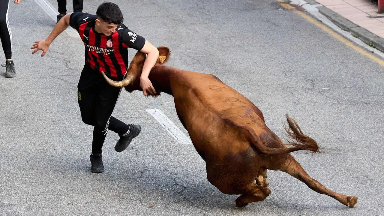 Suelta de vaquillas de la ganadería de Hermanos Ganuza en el casco antiguo durante las fiestas de Zizur Mayor 2025. IÑIGO ALZUGARAY