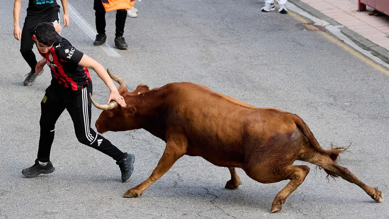 Suelta de vaquillas de la ganadería de Hermanos Ganuza en el casco antiguo durante las fiestas de Zizur Mayor 2025. IÑIGO ALZUGARAY