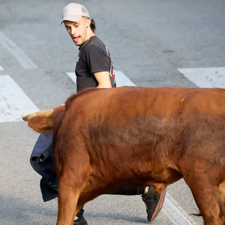 Suelta de vaquillas de la ganadería de Hermanos Ganuza en el casco antiguo durante las fiestas de Zizur Mayor 2025. IÑIGO ALZUGARAY