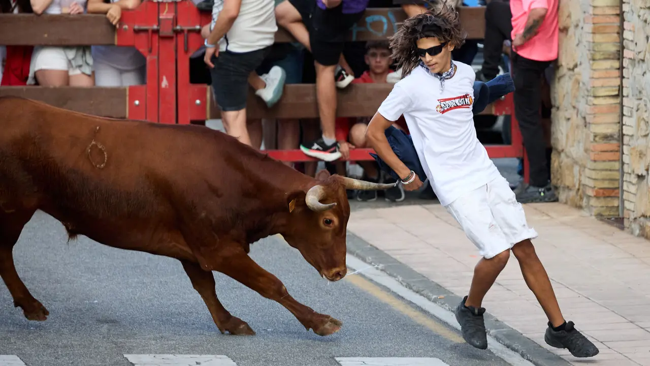 Suelta de vaquillas de la ganadería de Hermanos Ganuza en el casco antiguo durante las fiestas de Zizur Mayor 2025. IÑIGO ALZUGARAY