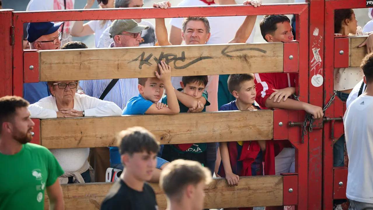 Suelta de vaquillas de la ganadería de Hermanos Ganuza en el casco antiguo durante las fiestas de Zizur Mayor 2025. IÑIGO ALZUGARAY