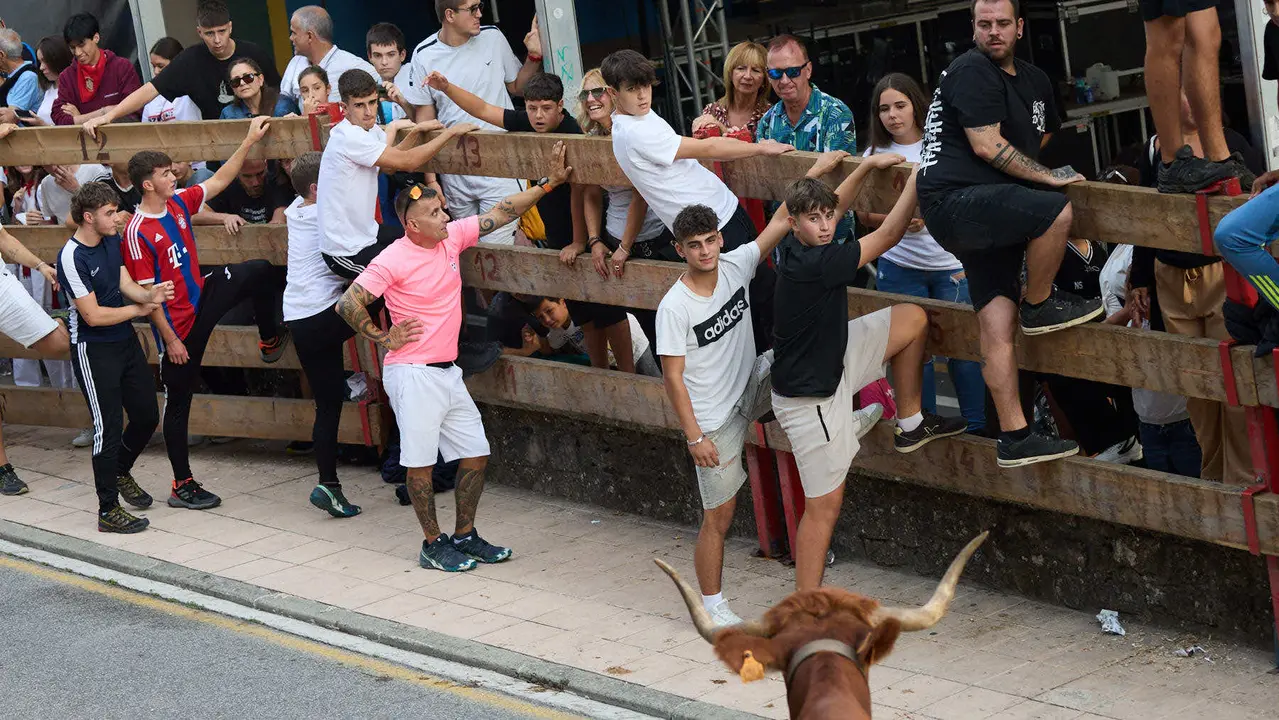 Suelta de vaquillas de la ganadería de Hermanos Ganuza en el casco antiguo durante las fiestas de Zizur Mayor 2025. IÑIGO ALZUGARAY