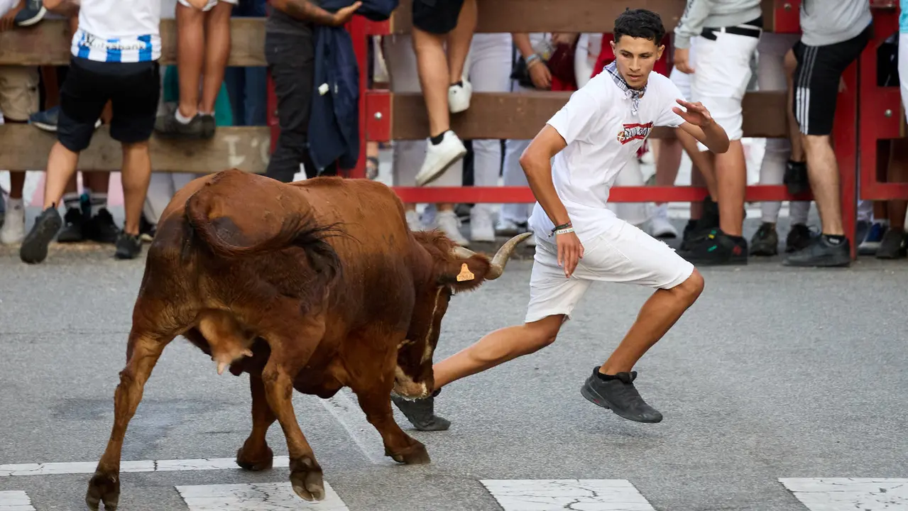 Suelta de vaquillas de la ganadería de Hermanos Ganuza en el casco antiguo durante las fiestas de Zizur Mayor 2025. IÑIGO ALZUGARAY