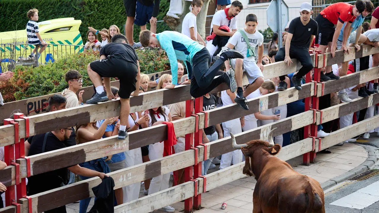Suelta de vaquillas de la ganadería de Hermanos Ganuza en el casco antiguo durante las fiestas de Zizur Mayor 2025. IÑIGO ALZUGARAY