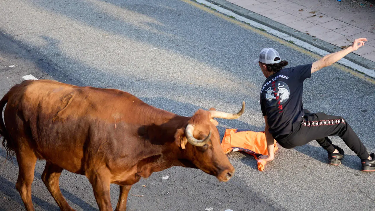 Suelta de vaquillas de la ganadería de Hermanos Ganuza en el casco antiguo durante las fiestas de Zizur Mayor 2025. IÑIGO ALZUGARAY