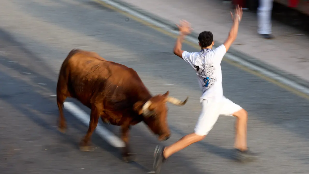 Suelta de vaquillas de la ganadería de Hermanos Ganuza en el casco antiguo durante las fiestas de Zizur Mayor 2025. IÑIGO ALZUGARAY