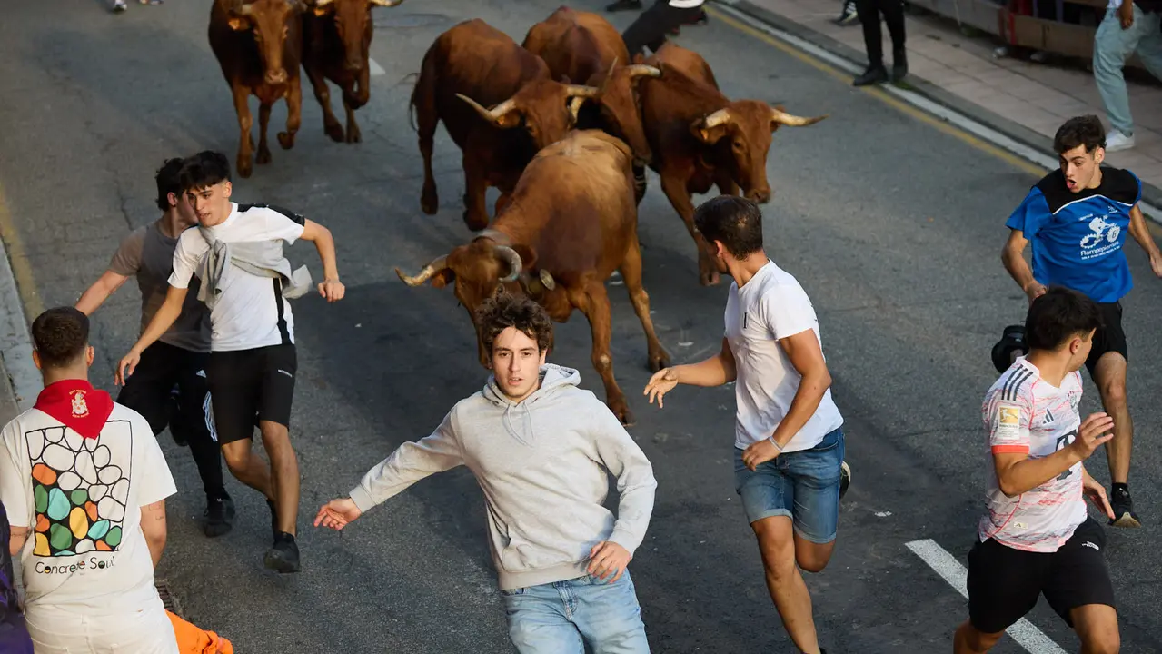 Suelta de vaquillas de la ganadería de Hermanos Ganuza en el casco antiguo durante las fiestas de Zizur Mayor 2025. IÑIGO ALZUGARAY