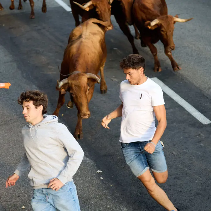 Suelta de vaquillas de la ganadería de Hermanos Ganuza en el casco antiguo durante las fiestas de Zizur Mayor 2025. IÑIGO ALZUGARAY