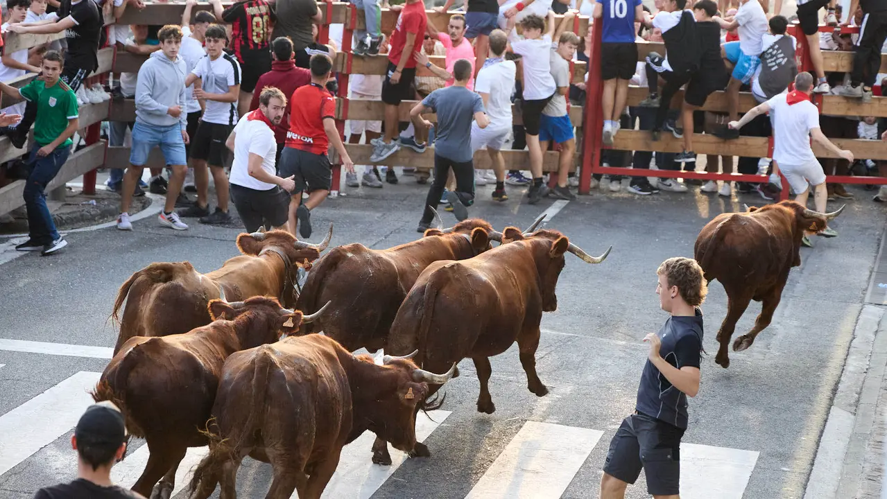 Suelta de vaquillas de la ganadería de Hermanos Ganuza en el casco antiguo durante las fiestas de Zizur Mayor 2025. IÑIGO ALZUGARAY