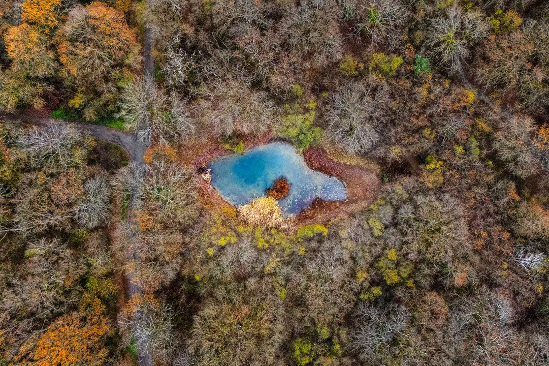 Vista tomada con dron, el pasado oto&ntilde;o, de parte del robledal de Orgi, bosque milenario de gran inter&eacute;s ecol&oacute;gico, en el valle de Ultzama. IOSU SANTESTEBAN