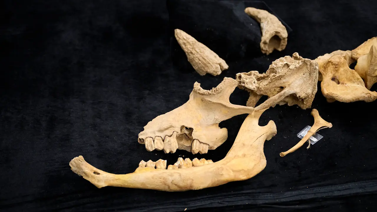 Presentaci&oacute;n de un bisonte de hace 4000 a&ntilde;os, nuevo hallazgo arqueol&oacute;gico en el Parque de Urbasa, en Navarra. PABLO LASAOSA