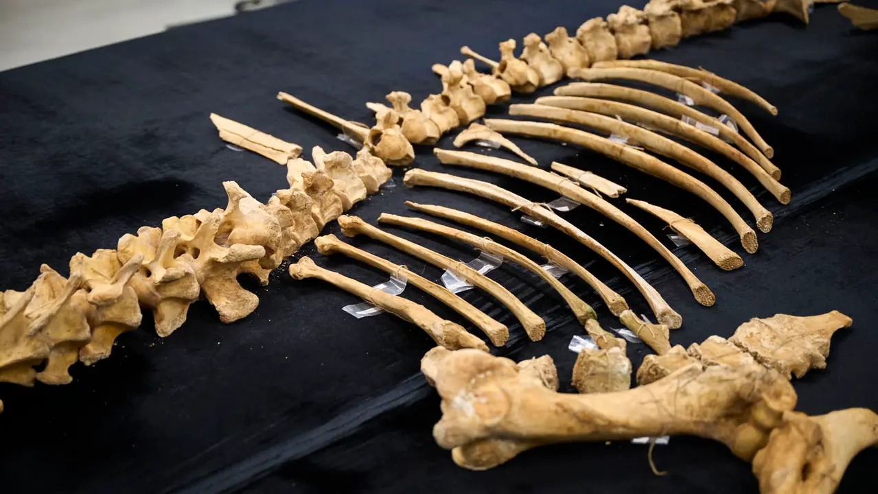 Presentaci&oacute;n de un bisonte de hace 4000 a&ntilde;os, nuevo hallazgo arqueol&oacute;gico en el Parque de Urbasa, en Navarra. PABLO LASAOSA