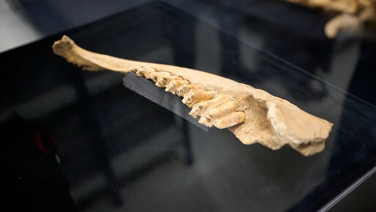 Presentaci&oacute;n de un bisonte de hace 4000 a&ntilde;os, nuevo hallazgo arqueol&oacute;gico en el Parque de Urbasa, en Navarra. PABLO LASAOSA