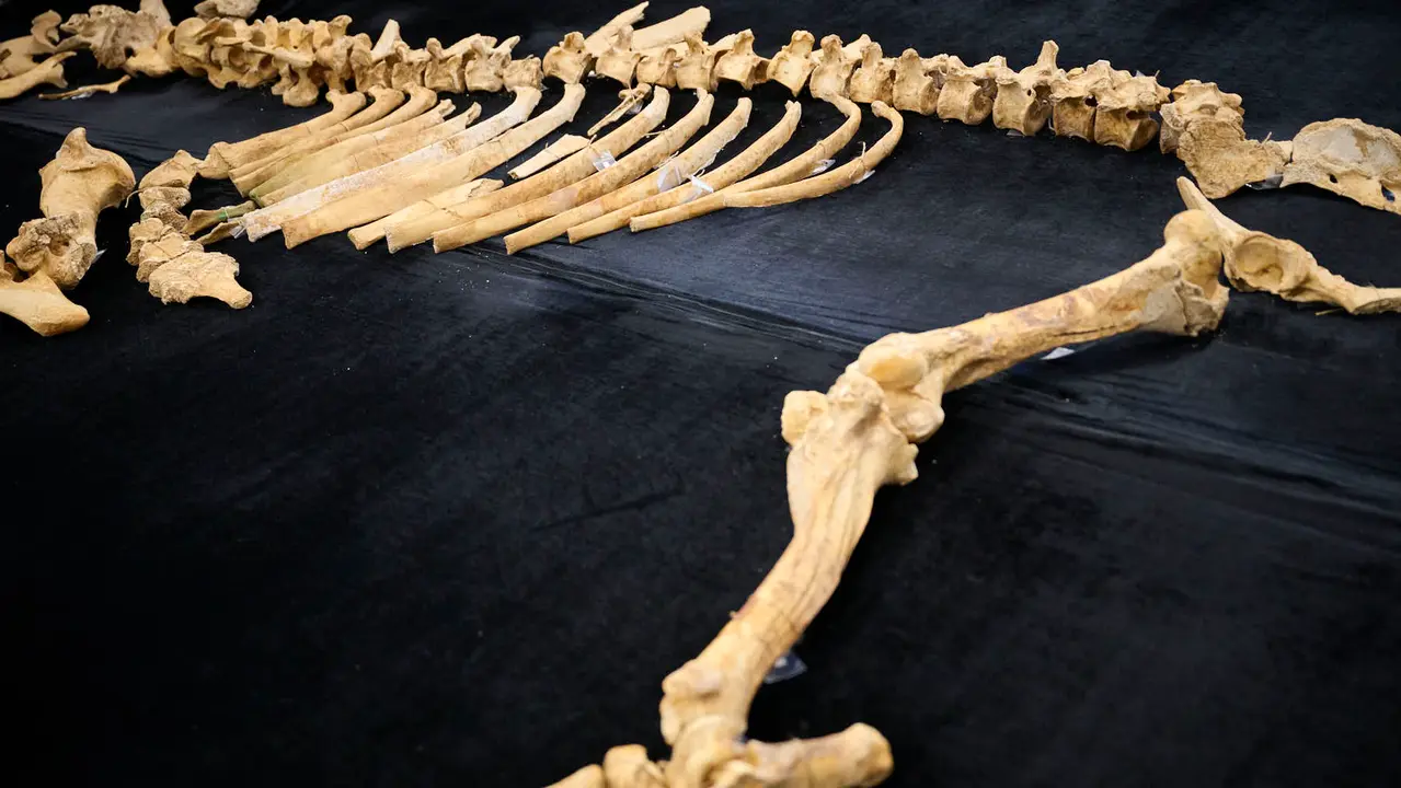 Presentaci&oacute;n de un bisonte de hace 4000 a&ntilde;os, nuevo hallazgo arqueol&oacute;gico en el Parque de Urbasa, en Navarra. PABLO LASAOSA