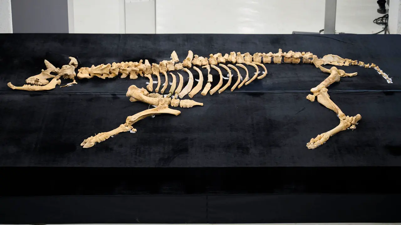 Presentaci&oacute;n de un bisonte de hace 4000 a&ntilde;os, nuevo hallazgo arqueol&oacute;gico en el Parque de Urbasa, en Navarra. PABLO LASAOSA