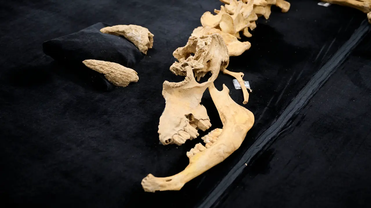 Presentaci&oacute;n de un bisonte de hace 4000 a&ntilde;os, nuevo hallazgo arqueol&oacute;gico en el Parque de Urbasa, en Navarra. PABLO LASAOSA