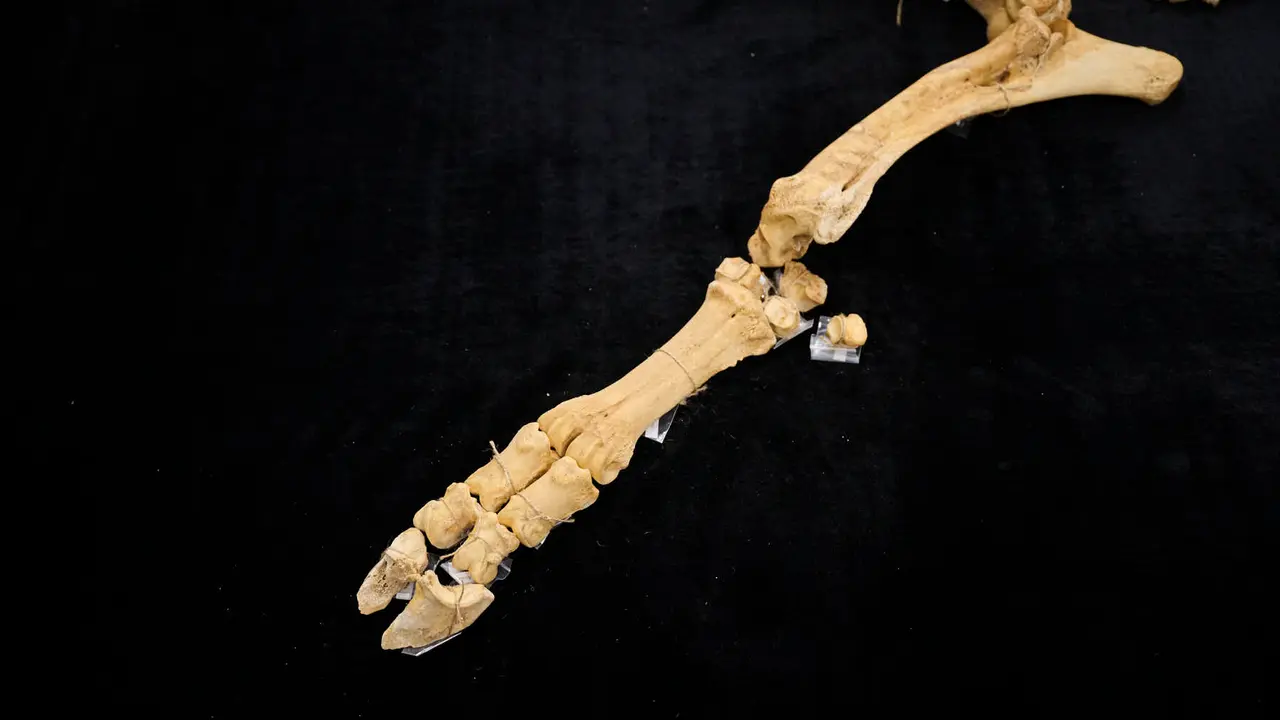 Presentaci&oacute;n de un bisonte de hace 4000 a&ntilde;os, nuevo hallazgo arqueol&oacute;gico en el Parque de Urbasa, en Navarra. PABLO LASAOSA