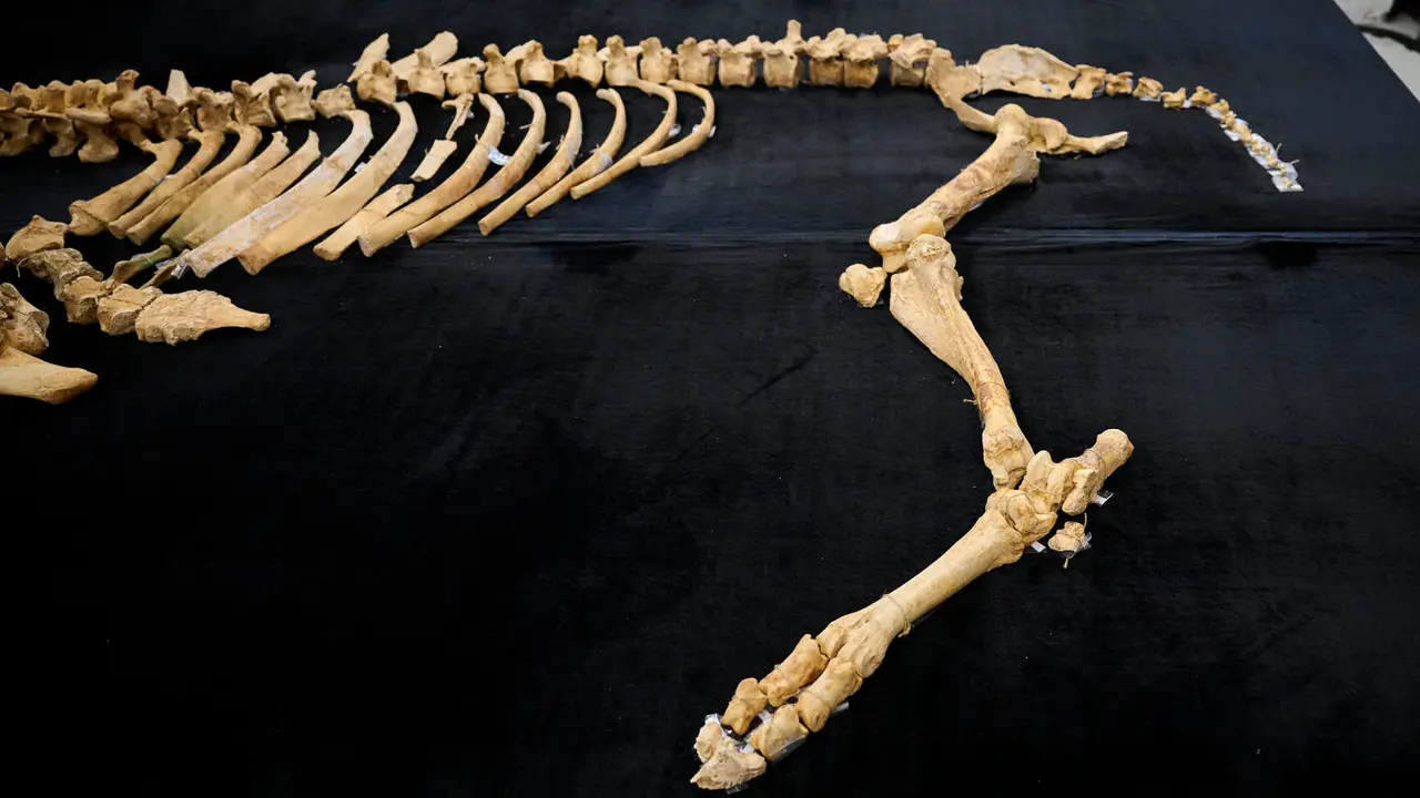 Presentaci&oacute;n de un bisonte de hace 4000 a&ntilde;os, nuevo hallazgo arqueol&oacute;gico en el Parque de Urbasa, en Navarra. PABLO LASAOSA