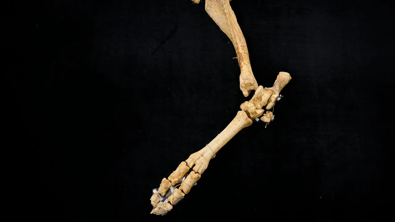 Presentaci&oacute;n de un bisonte de hace 4000 a&ntilde;os, nuevo hallazgo arqueol&oacute;gico en el Parque de Urbasa, en Navarra. PABLO LASAOSA