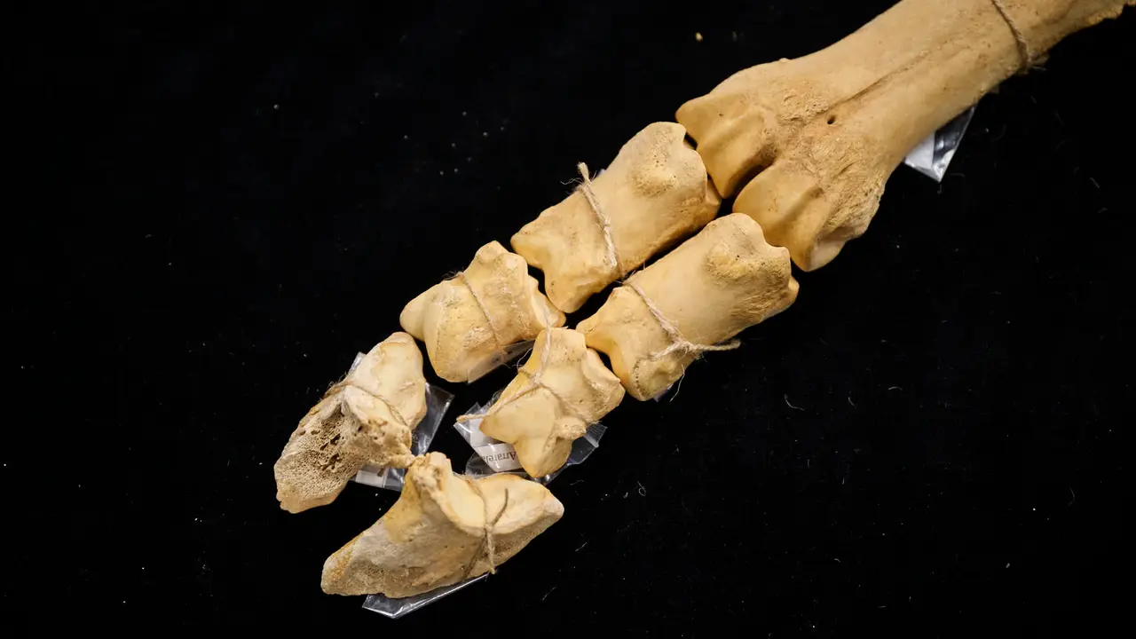 Presentaci&oacute;n de un bisonte de hace 4000 a&ntilde;os, nuevo hallazgo arqueol&oacute;gico en el Parque de Urbasa, en Navarra. PABLO LASAOSA