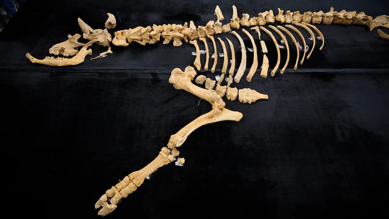 Presentaci&oacute;n de un bisonte de hace 4000 a&ntilde;os, nuevo hallazgo arqueol&oacute;gico en el Parque de Urbasa, en Navarra. PABLO LASAOSA