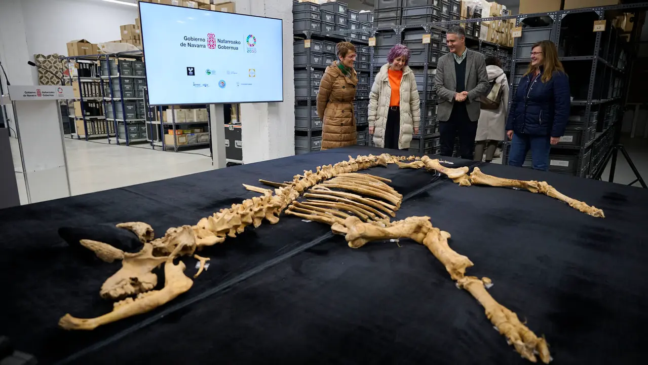 Presentaci&oacute;n de un bisonte de hace 4000 a&ntilde;os, nuevo hallazgo arqueol&oacute;gico en el Parque de Urbasa, en Navarra. PABLO LASAOSA