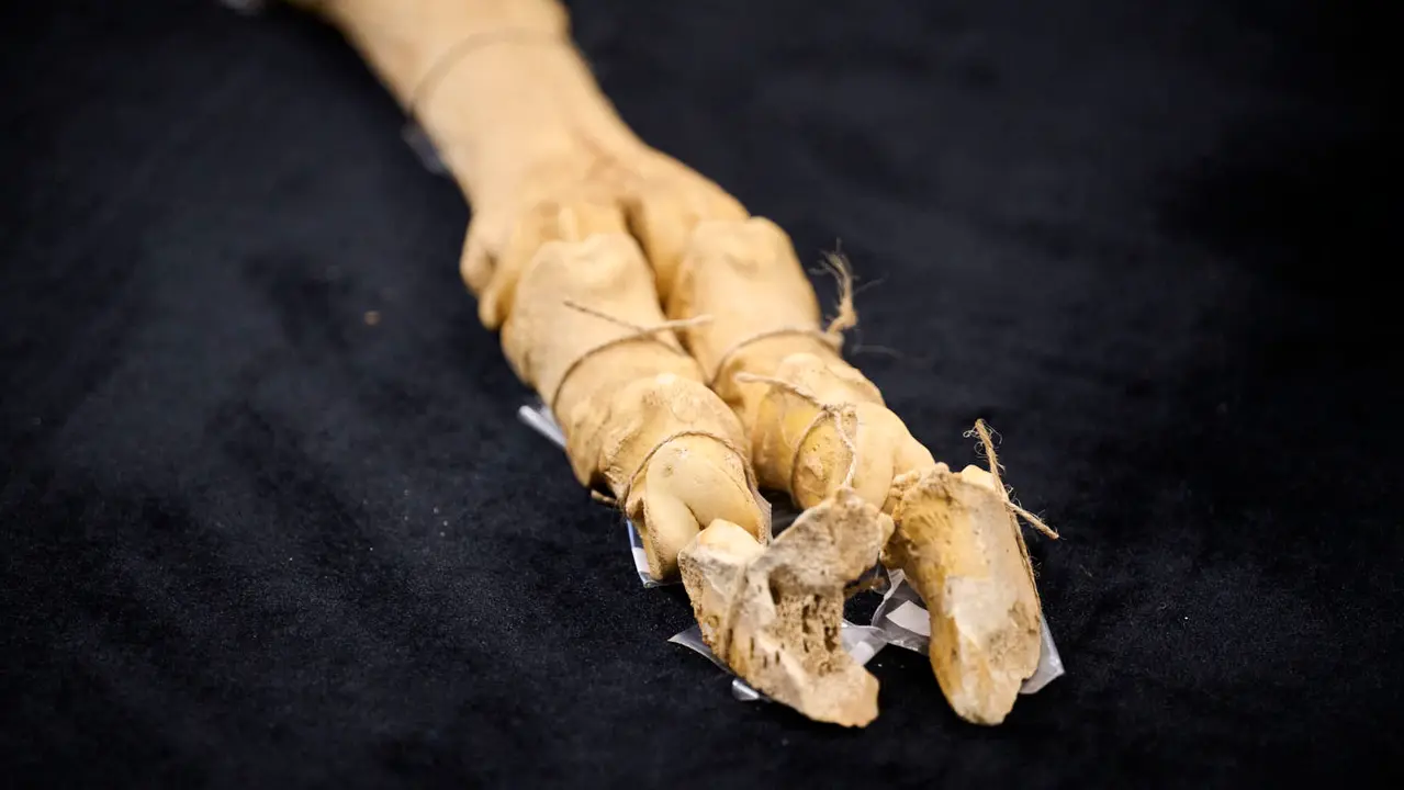 Presentaci&oacute;n de un bisonte de hace 4000 a&ntilde;os, nuevo hallazgo arqueol&oacute;gico en el Parque de Urbasa, en Navarra. PABLO LASAOSA