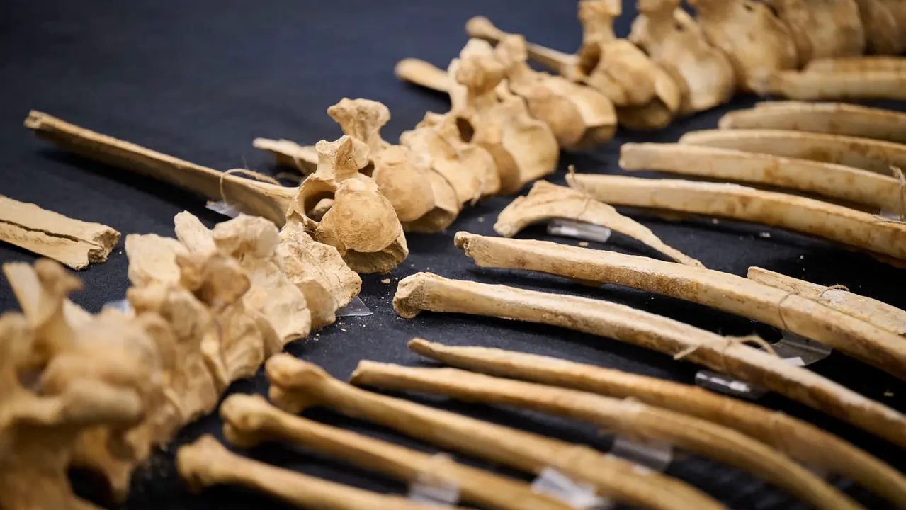 Presentaci&oacute;n de un bisonte de hace 4000 a&ntilde;os, nuevo hallazgo arqueol&oacute;gico en el Parque de Urbasa, en Navarra. PABLO LASAOSA