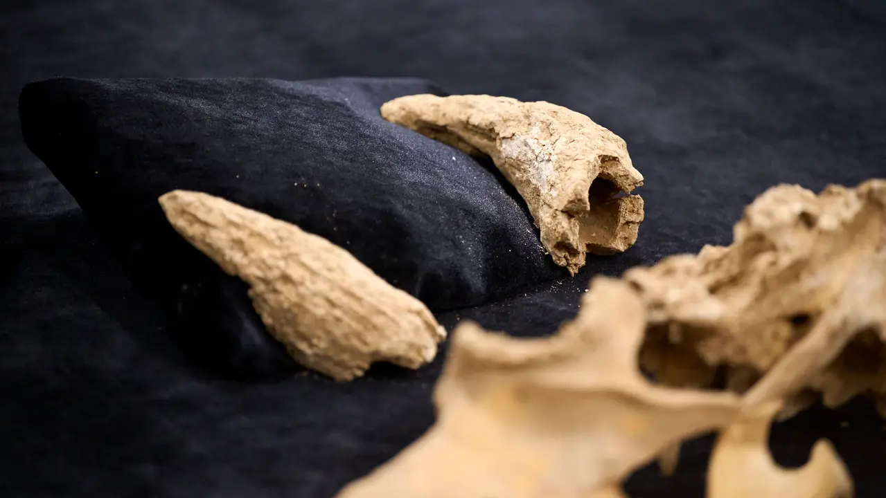 Presentaci&oacute;n de un bisonte de hace 4000 a&ntilde;os, nuevo hallazgo arqueol&oacute;gico en el Parque de Urbasa, en Navarra. PABLO LASAOSA