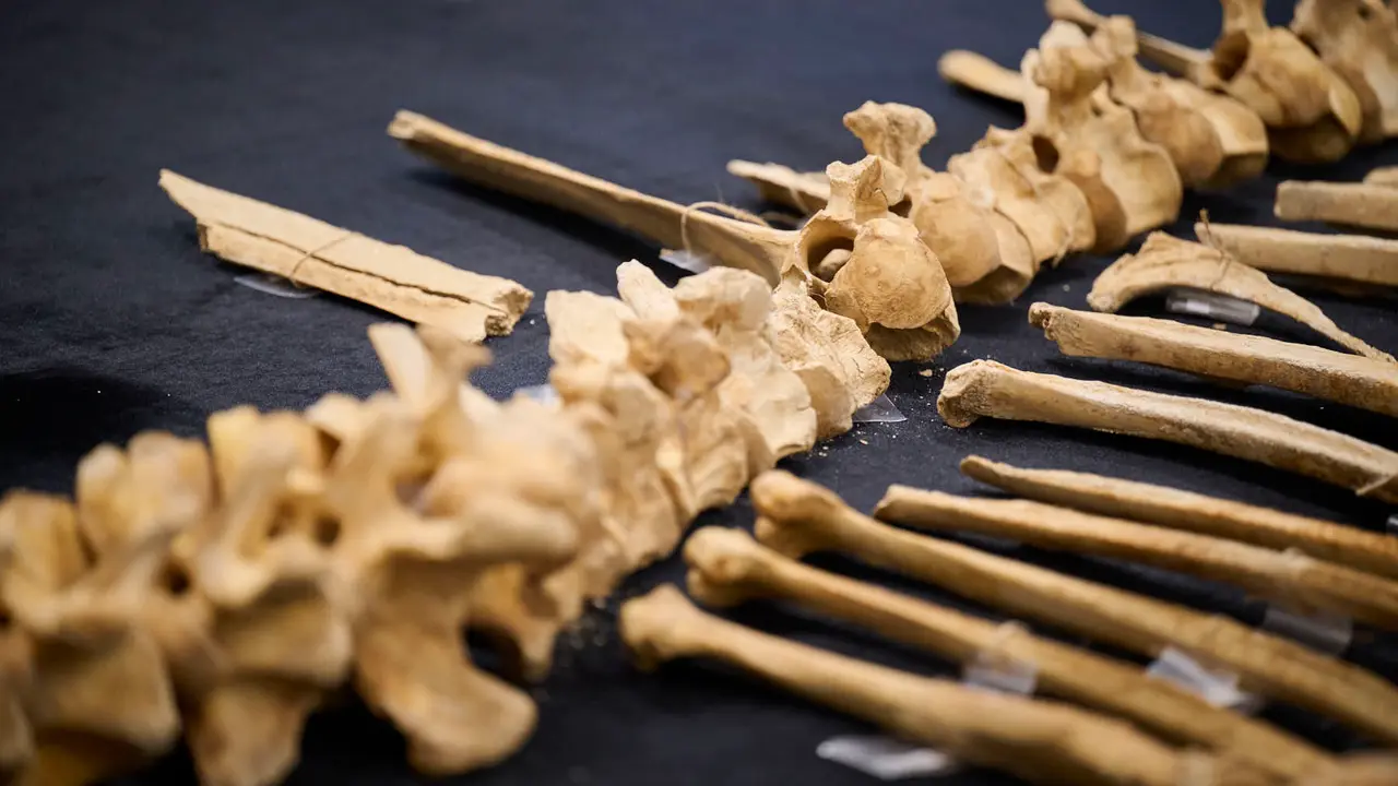 Presentaci&oacute;n de un bisonte de hace 4000 a&ntilde;os, nuevo hallazgo arqueol&oacute;gico en el Parque de Urbasa, en Navarra. PABLO LASAOSA