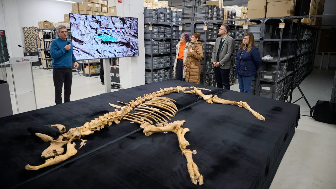 Presentaci&oacute;n de un bisonte de hace 4000 a&ntilde;os, nuevo hallazgo arqueol&oacute;gico en el Parque de Urbasa, en Navarra. PABLO LASAOSA