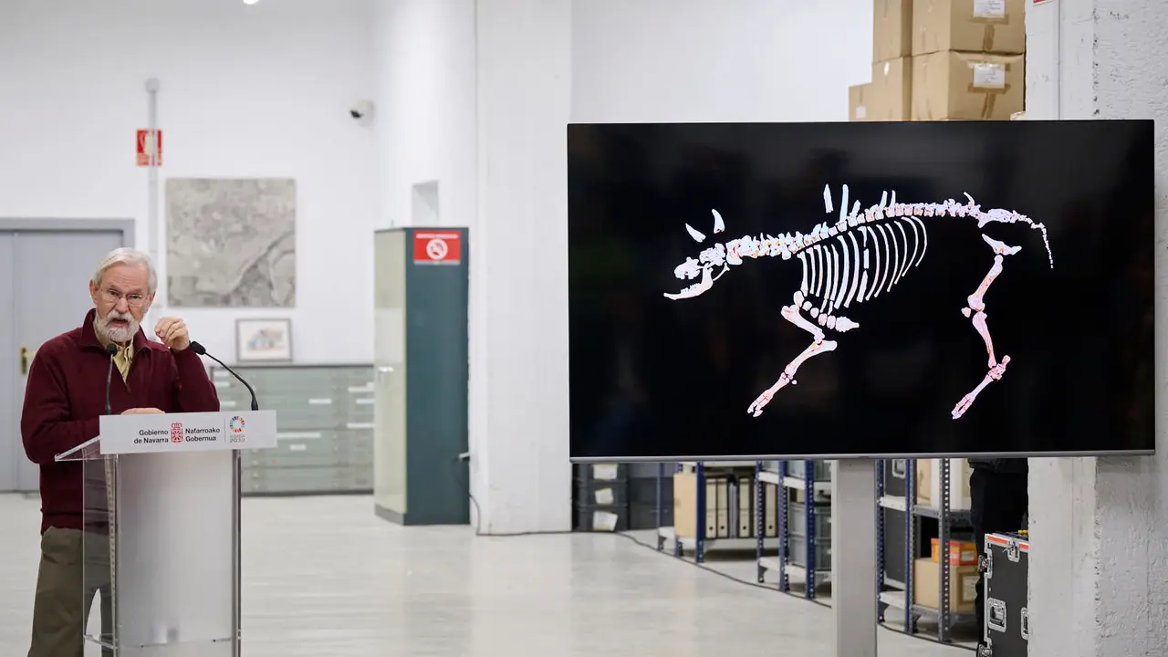 Presentaci&oacute;n de un bisonte de hace 4000 a&ntilde;os, nuevo hallazgo arqueol&oacute;gico en el Parque de Urbasa, en Navarra. PABLO LASAOSA